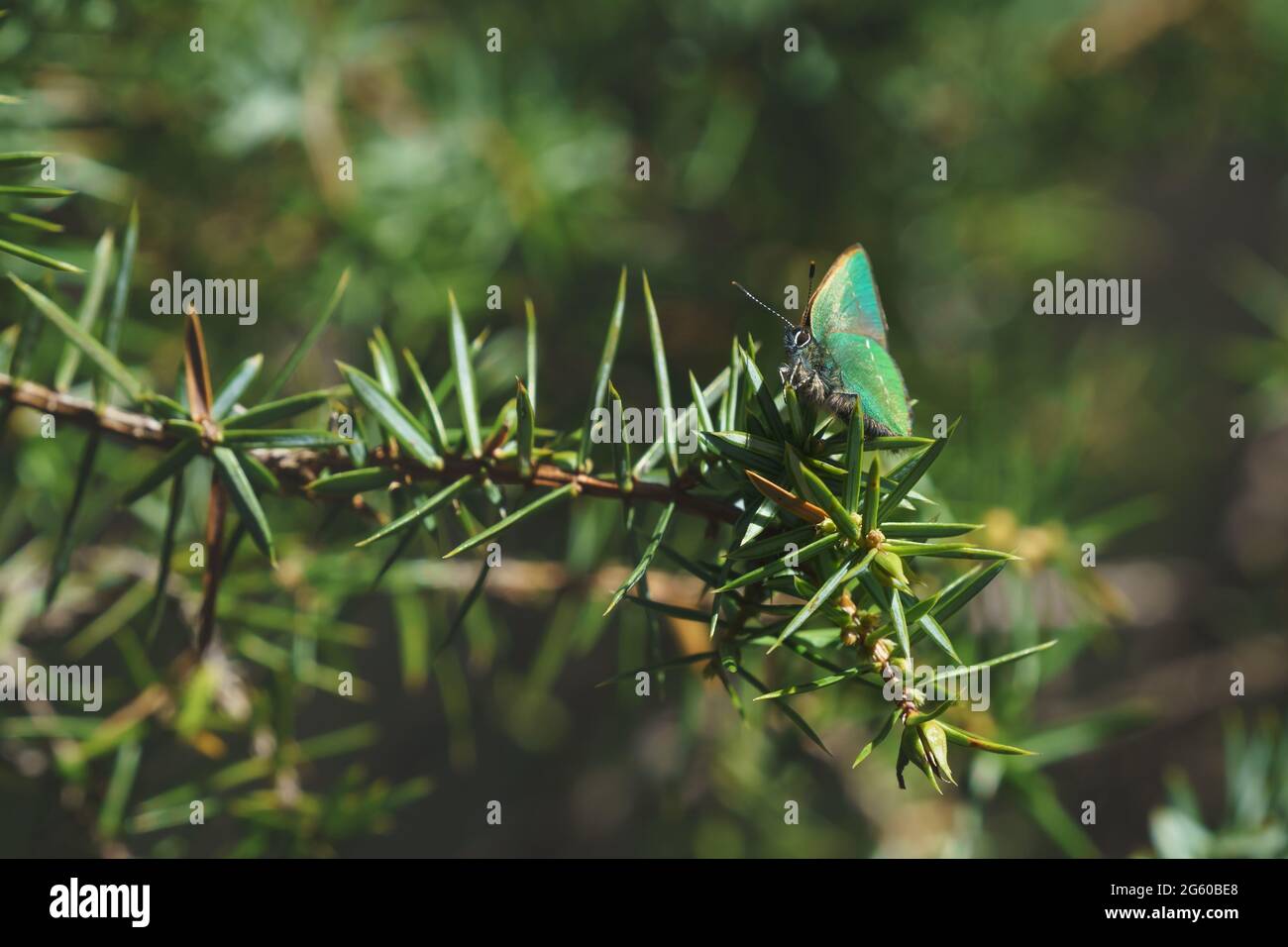 Tranquil springtime scene with close up of green hairstreak butterfly in a evergreen forest on a juniper bush, Tirol, Austria Stock Photo