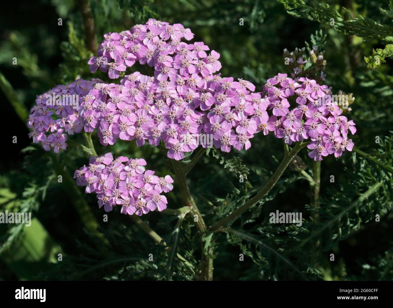 Lilac Achillea (Yarrow) Stock Photo