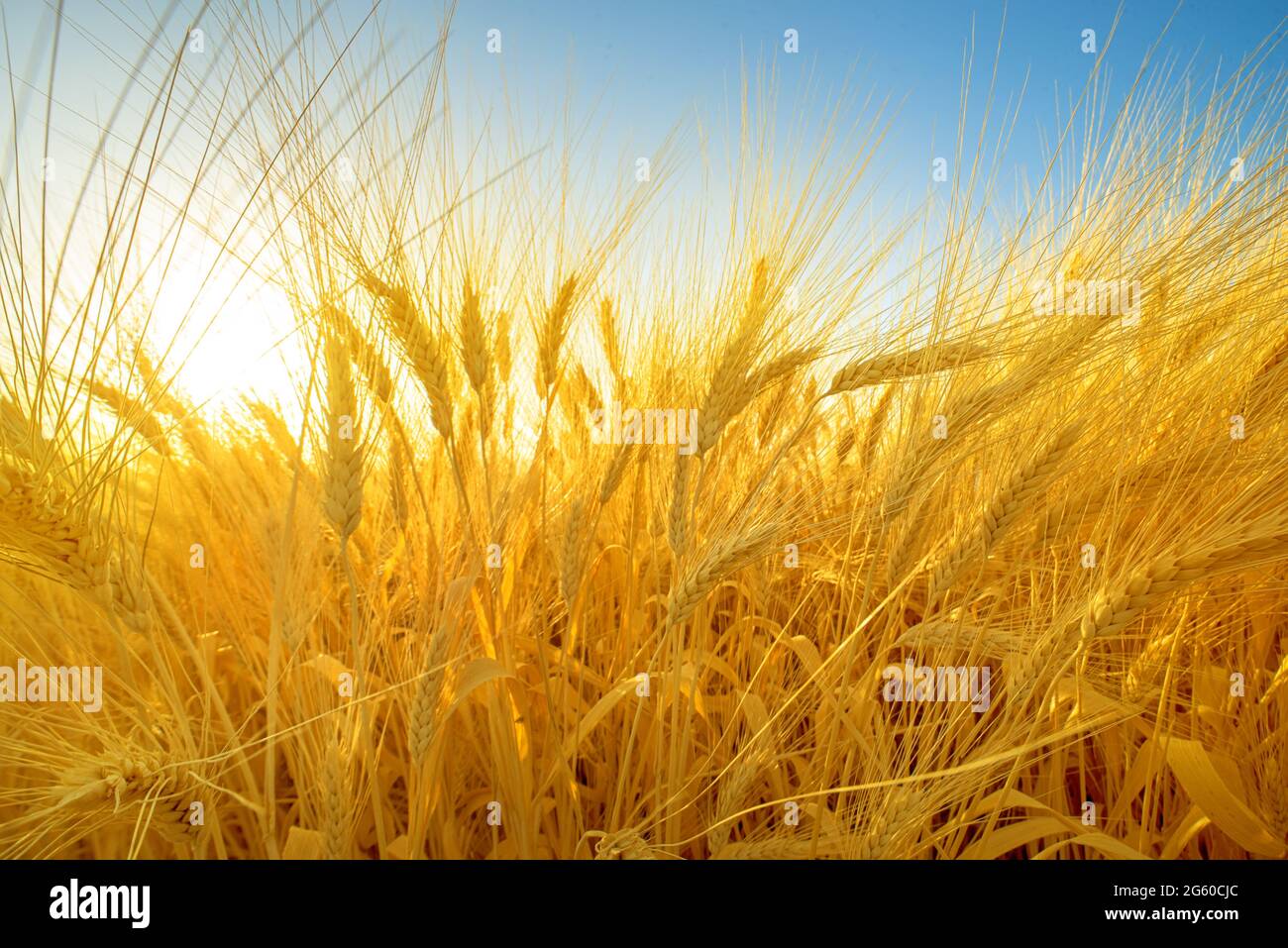 Ripe barley ears in a field, dramatic wide angle closeup Stock Photo