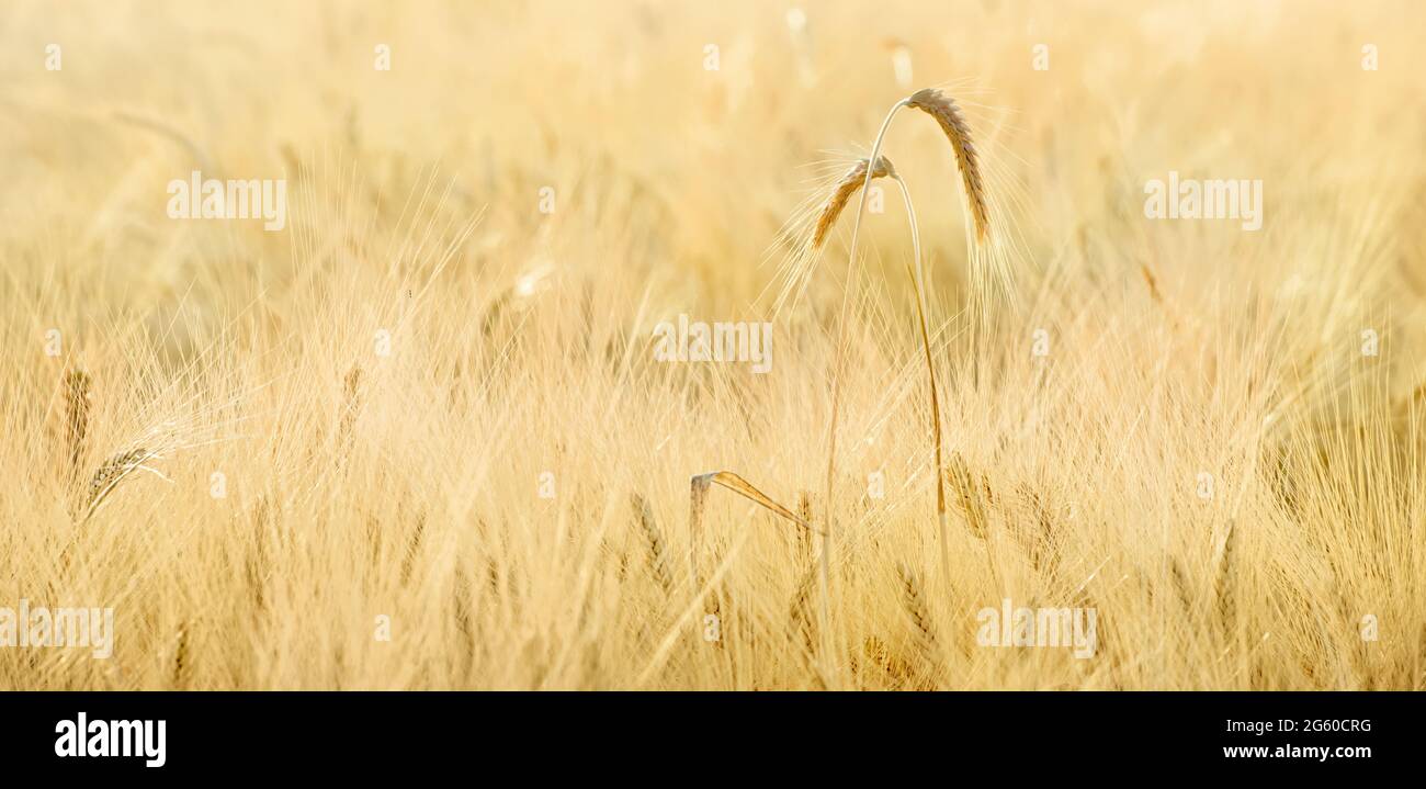 Two spikes of wheat growing in a field, selective focus Stock Photo