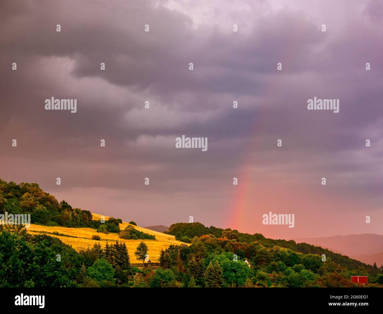 Freshly emerging rainbow slowly rising from the forest on a hill with yellow meadow and woods. Dark rain clouds in the sky. Stock Photo