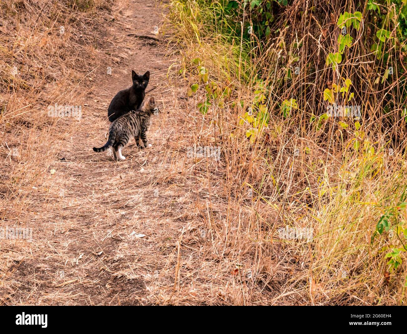 Two little kittens on the footpath Stock Photo