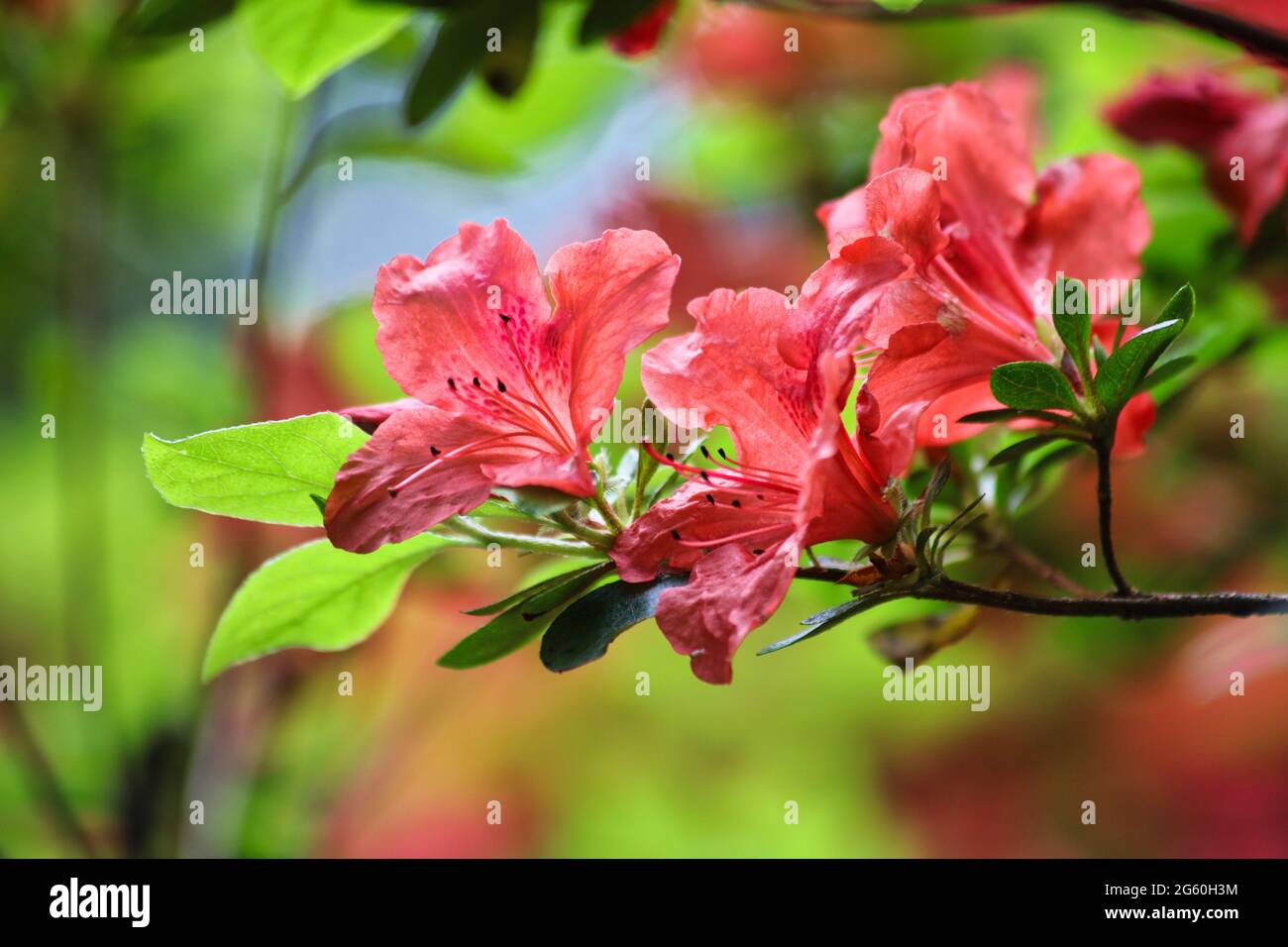 Rhododendron flowers in Spring season Stock Photo