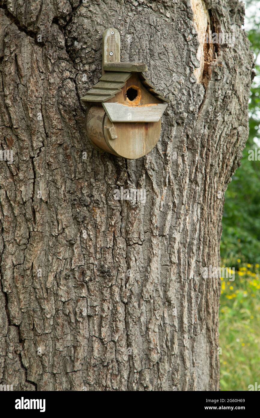 Rustic Birdbox Attached to Gnarly Old Tree Stock Photo