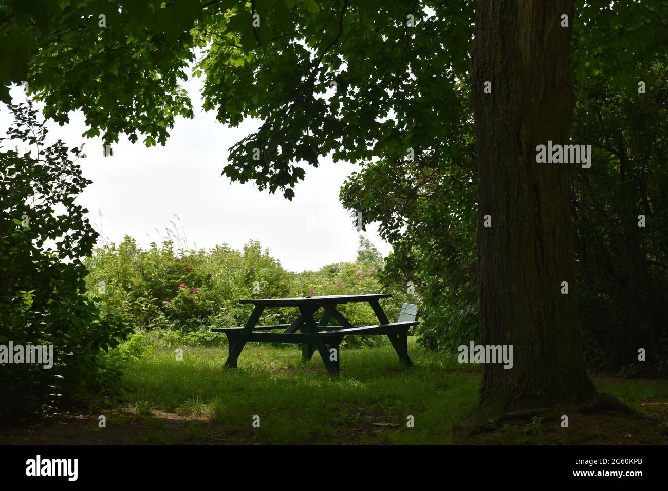 A picnic table in a park in summer, Québec Stock Photo Alamy