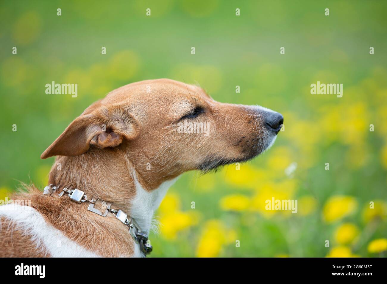 Jack russell muzzle hotsell