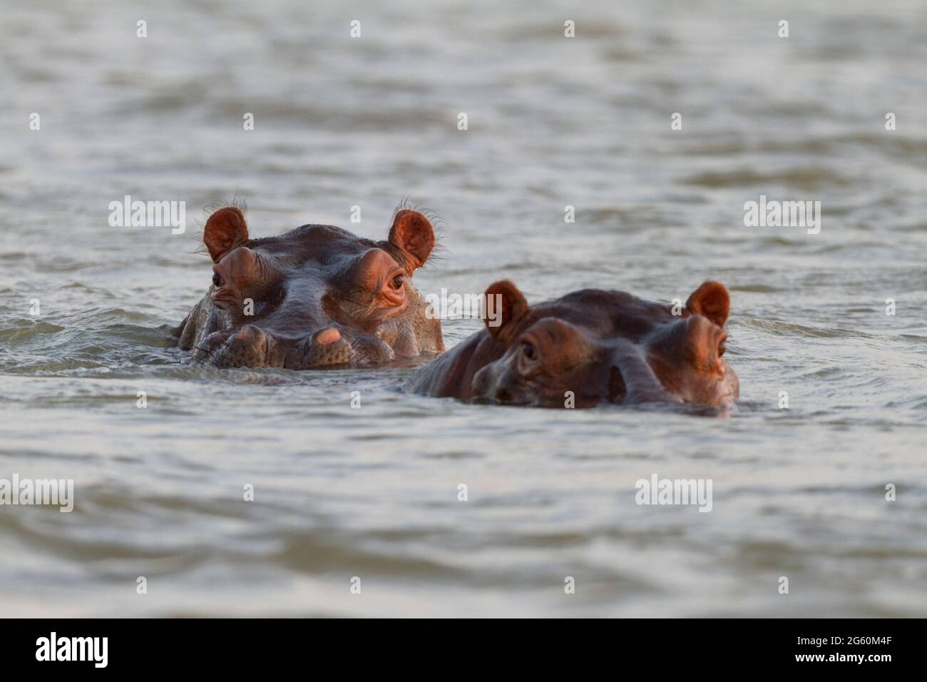 two-hippos-hippopotamus-amphibius-look-at-the-camera-2G60M4F.jpg