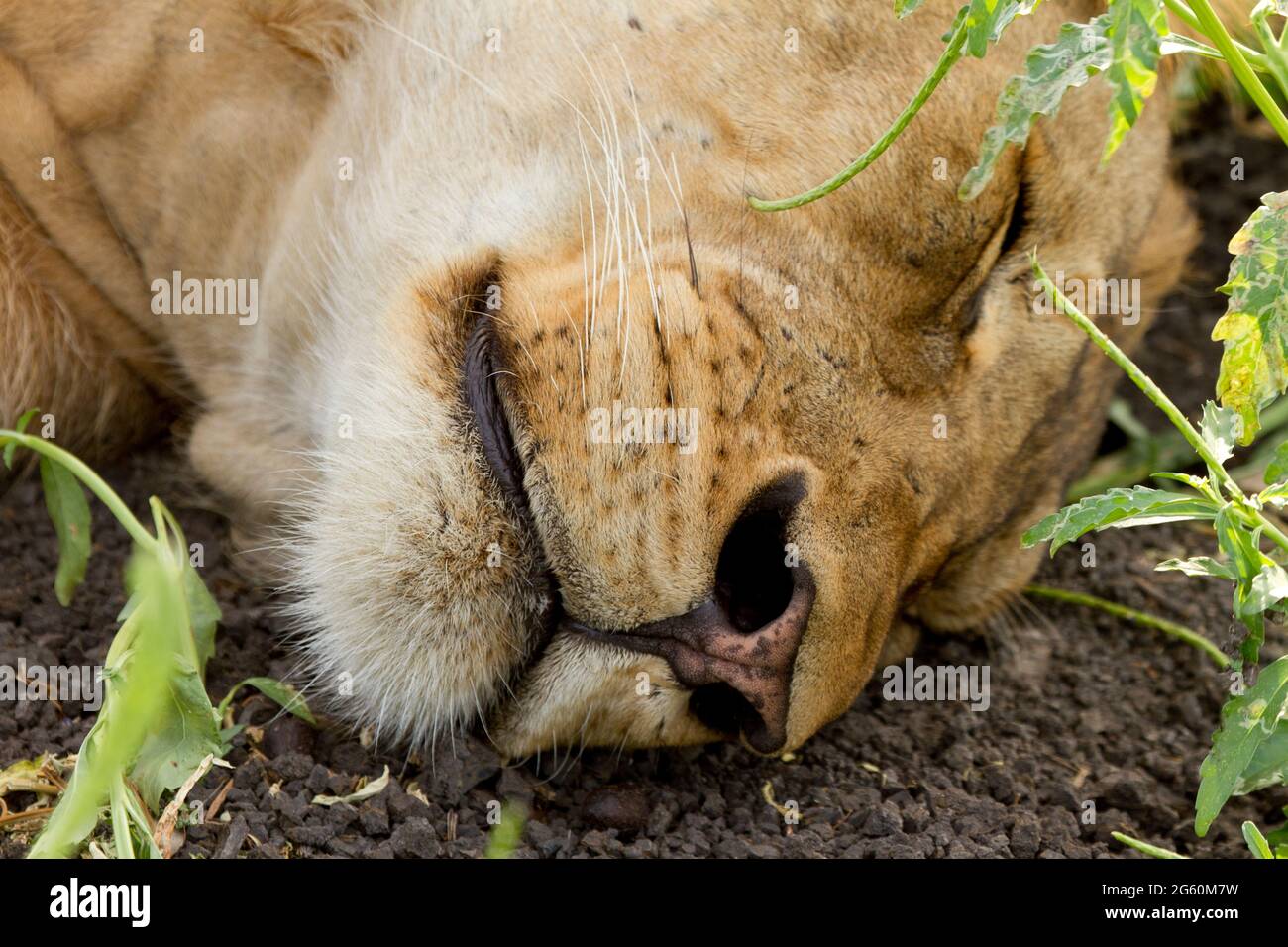 Lions nose hires stock photography and images Alamy