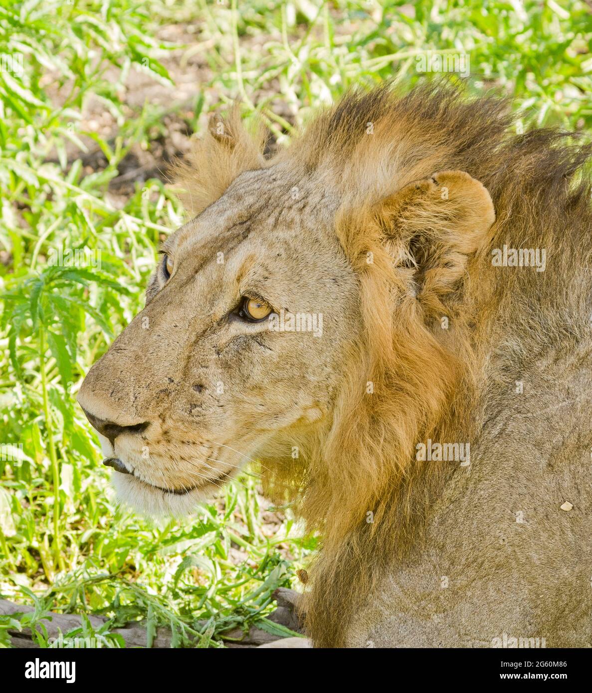 A male lion, Panthera leo, looks off in to the distance. Stock Photo