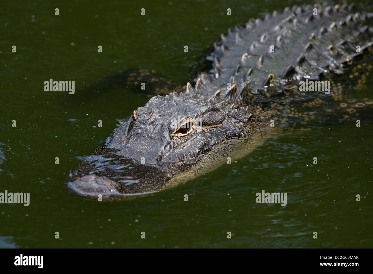 An American Alligator peaks its head up as it swims in a pond at Jarvis