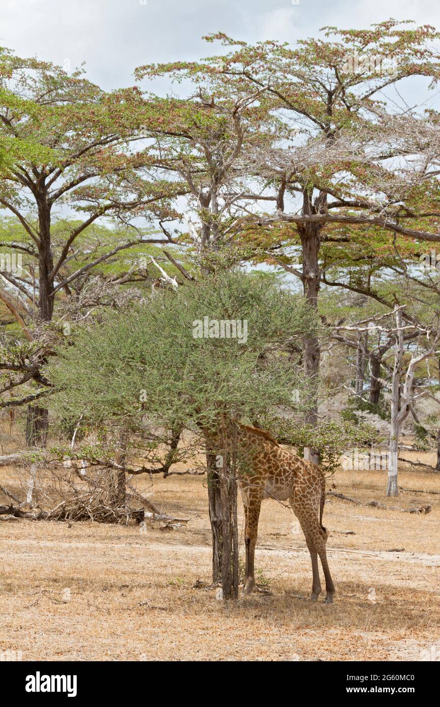 A Masai giraffe hides its head behind a tree Stock Photo - Alamy