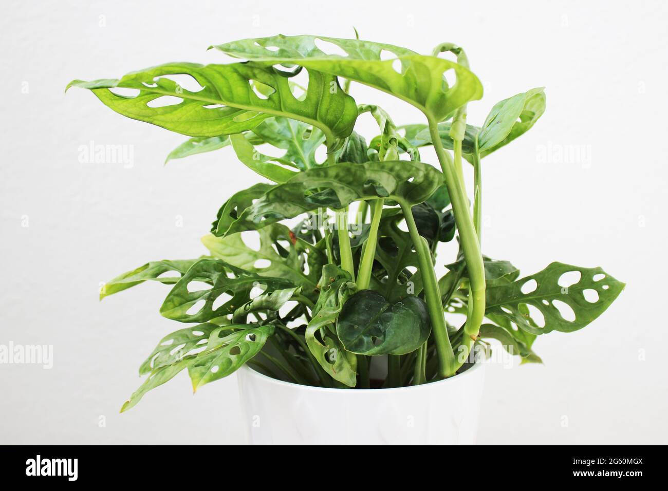Monstera adansonii, also known as Monstera monkey mask Stock Photo - Alamy