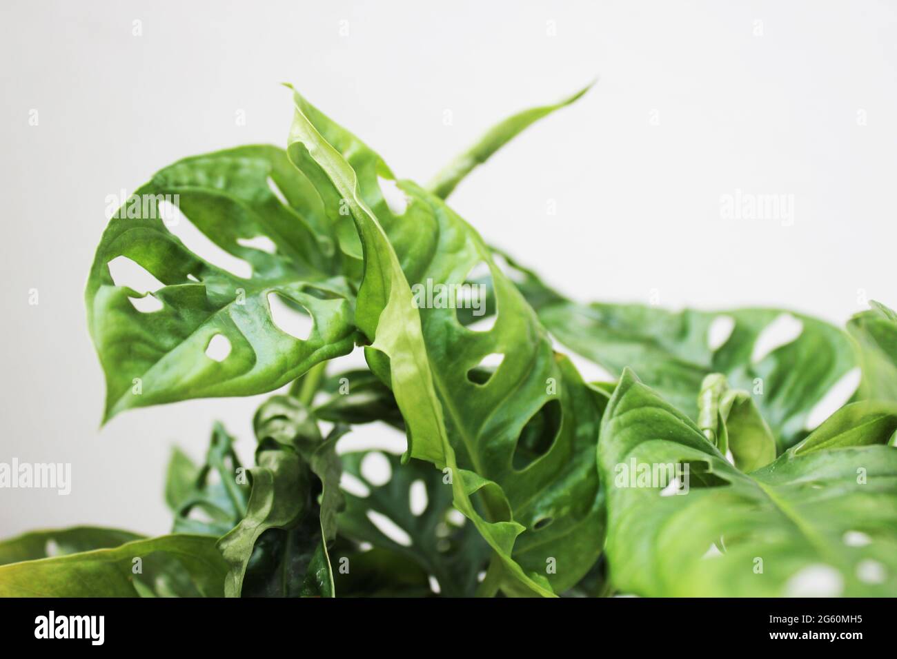 Monstera adansonii, also known as Monstera monkey mask Stock Photo - Alamy
