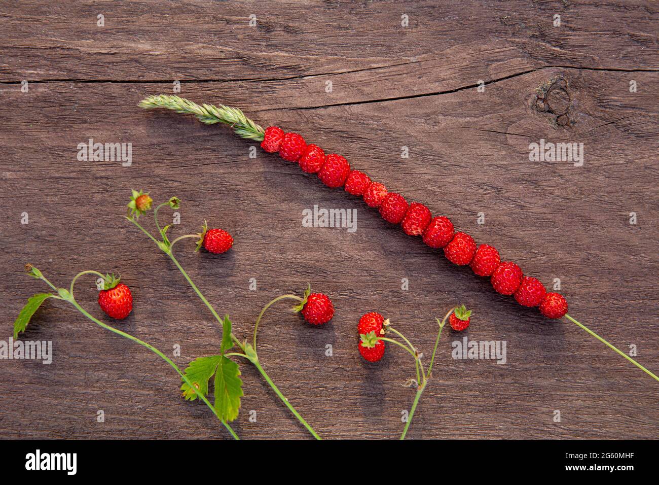 Fragaria vesca also known as wild strawberry, woodland strawberry, berry that grows on wild meadows and forests. Wild strawberries stacked on plant st Stock Photo