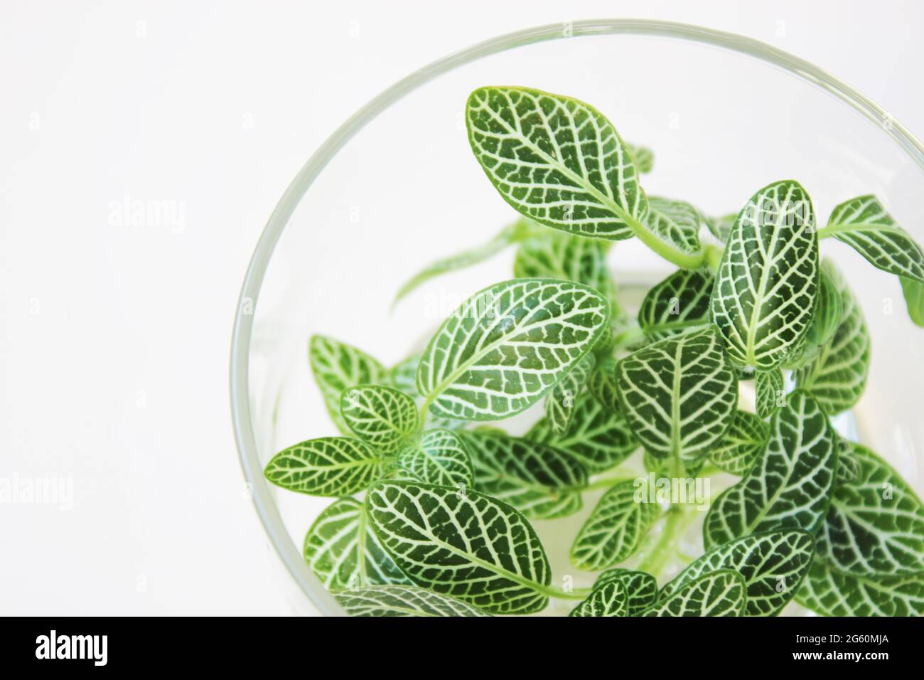 Tropical houseplant Fittonia albivenis, also known as mosaic plant. Stock Photo