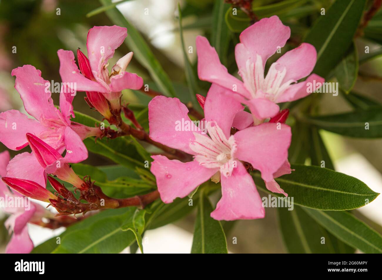 Inflorescence of pink flowers out of focus. Floral pink background ...
