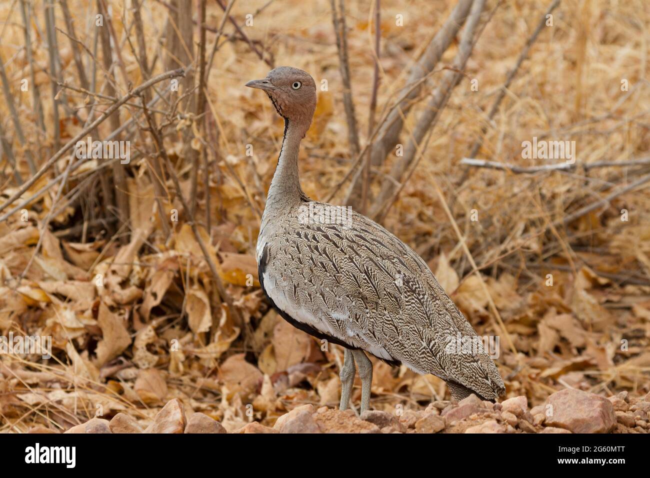 A buff-crested bustard, Eupodotis gindiana, looks across the way. Stock Photo