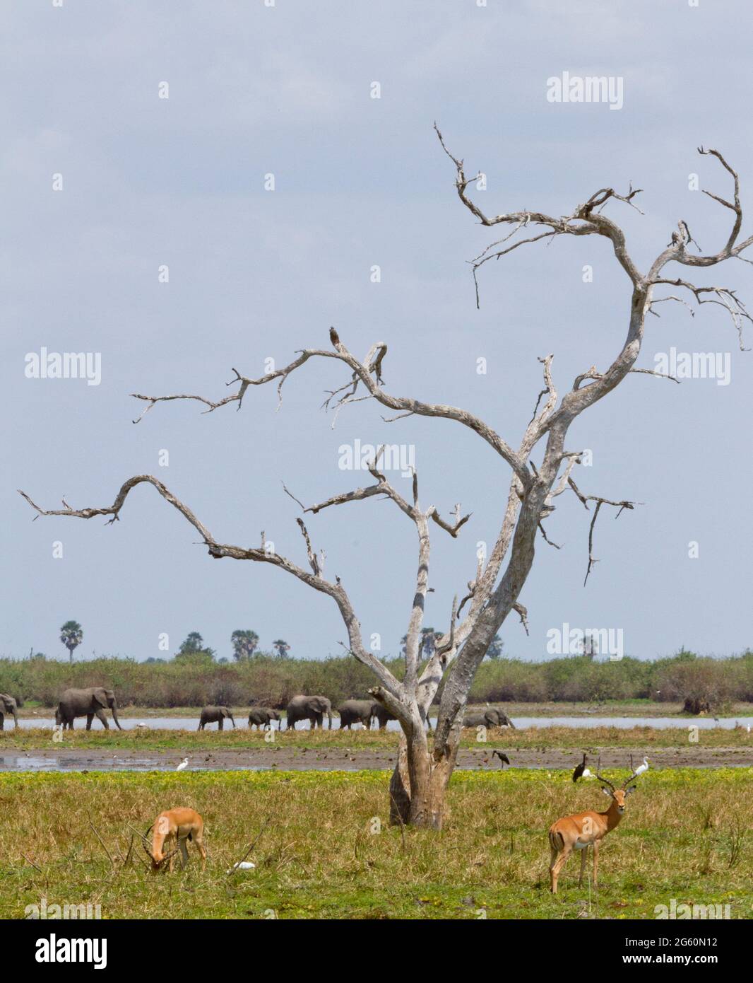 Impala graze in the foreground while elephants walk by behind them. Stock Photo