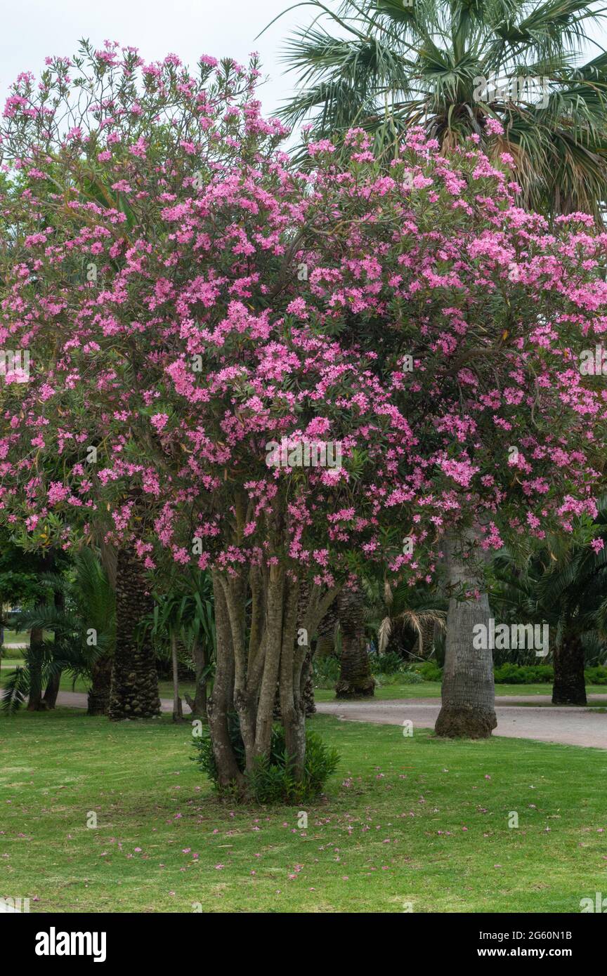 spring blooming purple tree in full growth. vertical photo Stock Photo