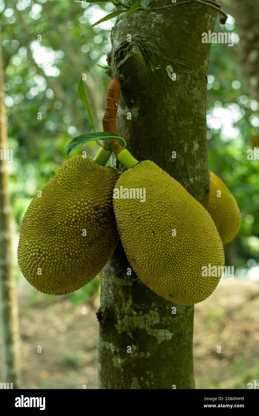 Jackfruit is a Big fruit, Jackfruit or Artocarpus heterophyllus Lam and it is a tropical fruit