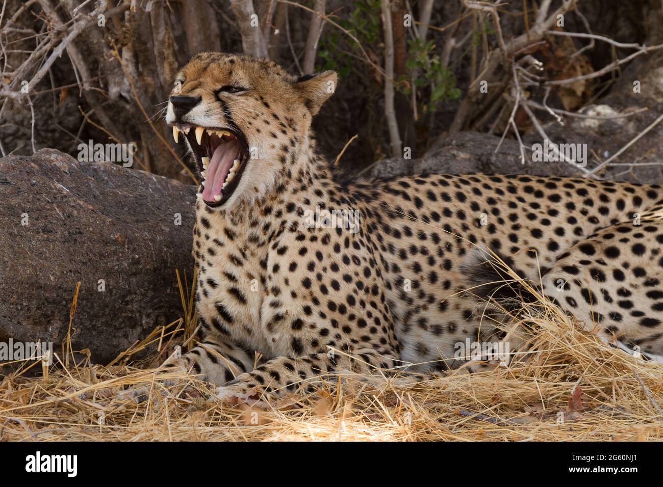 A cheetah, Acinonyx jubatus, yawns. Stock Photo