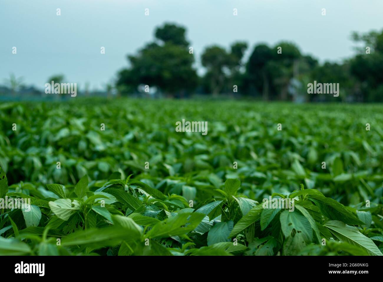 India and jute hi-res stock photography and images - Alamy