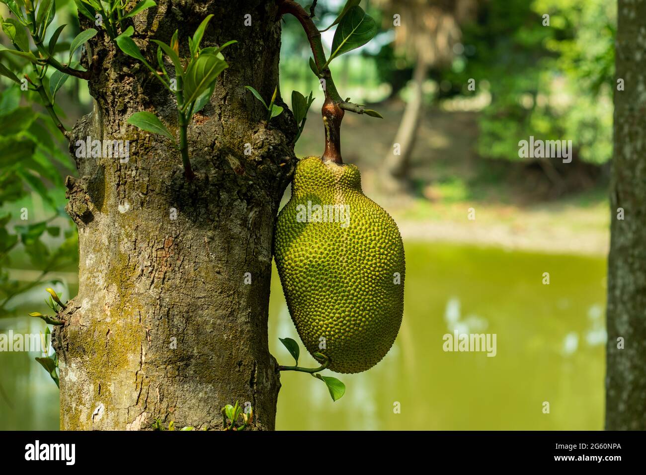 The biggest food of the world called Jackfruit is an exotic fruit grown in tropical regions of the world Stock Photo