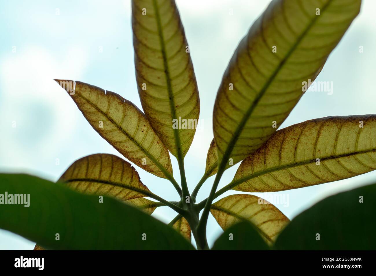 Top on the cloudy sky, mango has new and green leaves or brown Kushi leaves Stock Photo