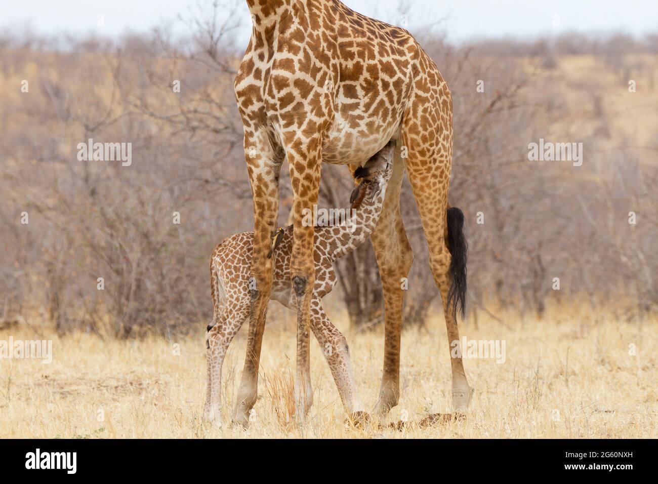 A Masai giraffe calf nurses from its mother. Stock Photo