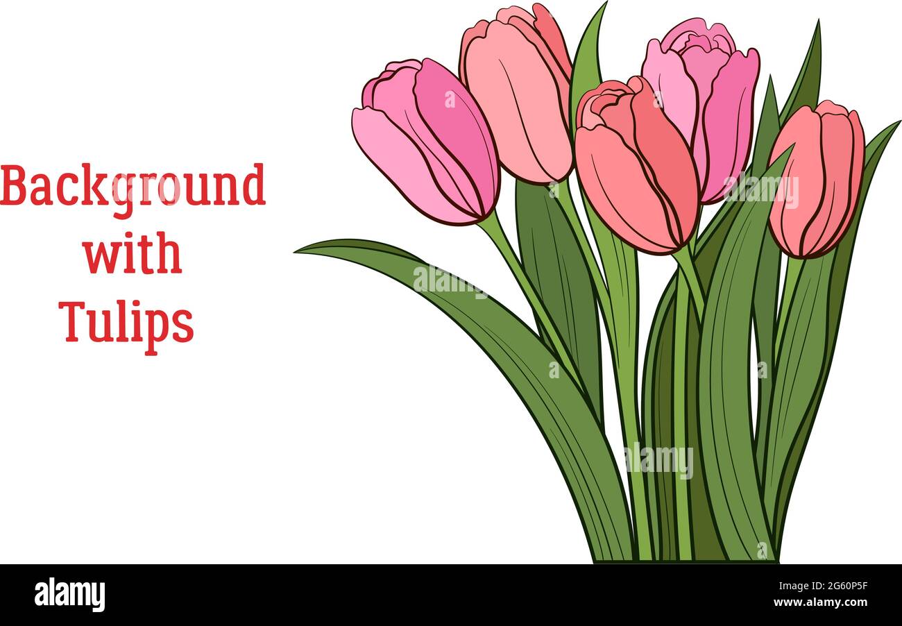 Tulips Pink and Red Flowers and Green Leaves Isolated on a White, Holiday Background. Vector Stock Vector