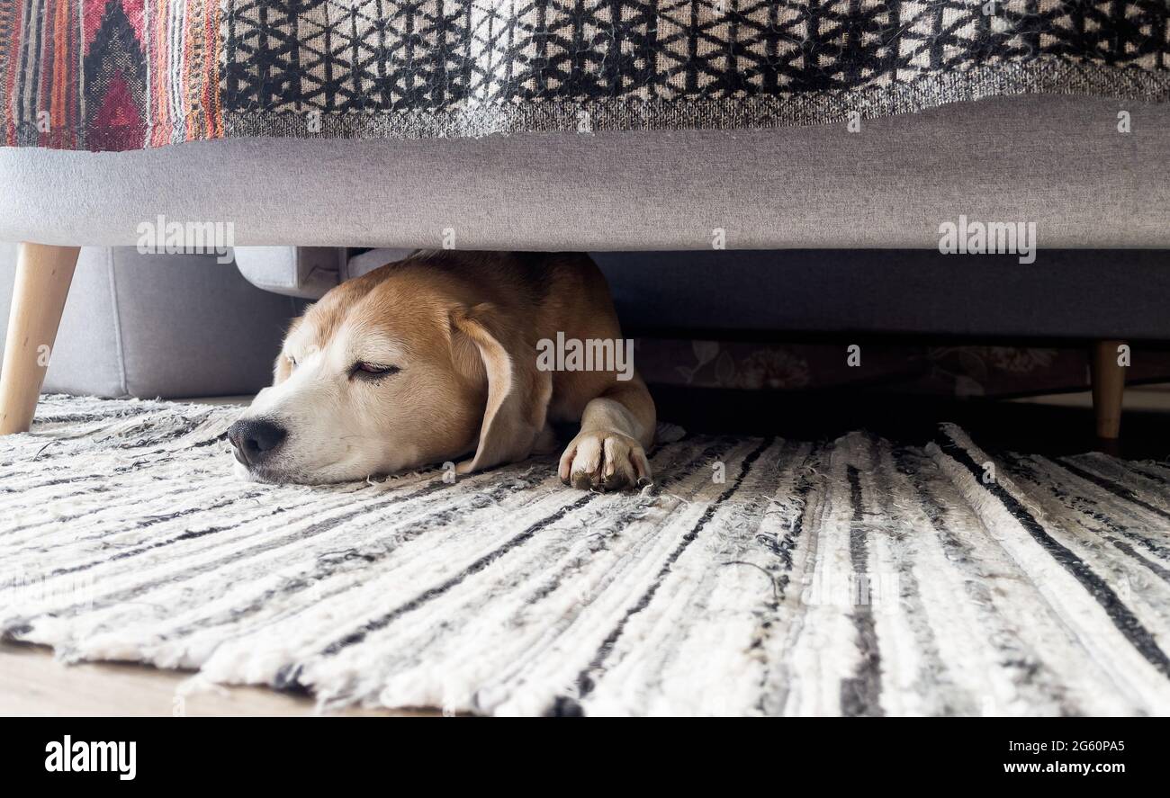 Lazy beagle dog sleeping under the sofa in the living room. Funny pets