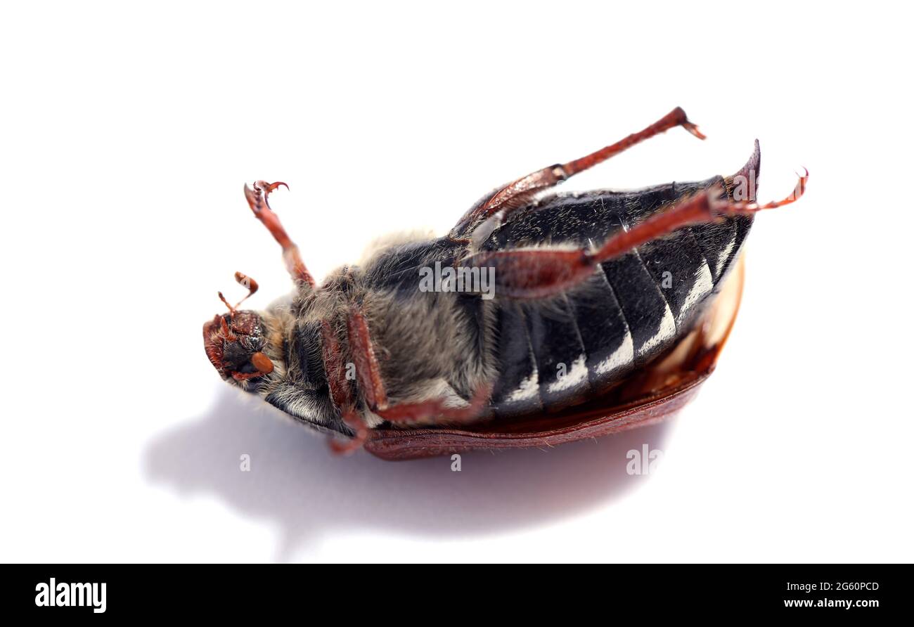 Cockchafer scarab beetle insect extinction Stock Photo