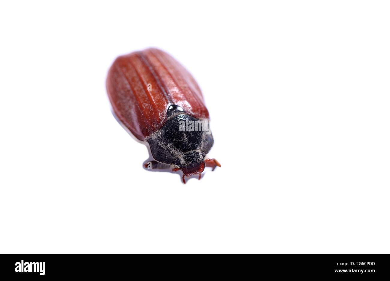 Cockchafer scarab beetle insect extinction Stock Photo