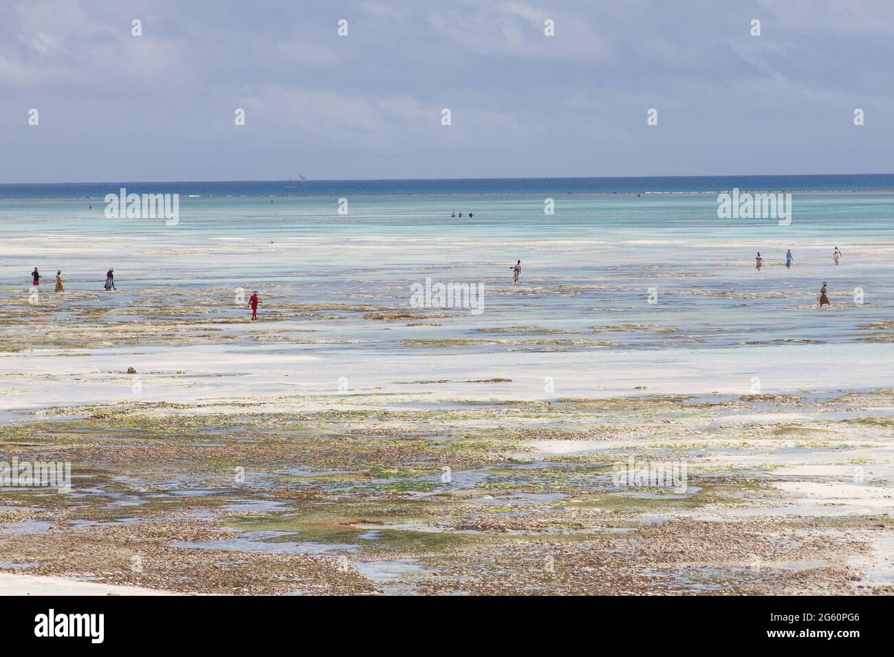 People walk out into the reef during low tide. Stock Photo
