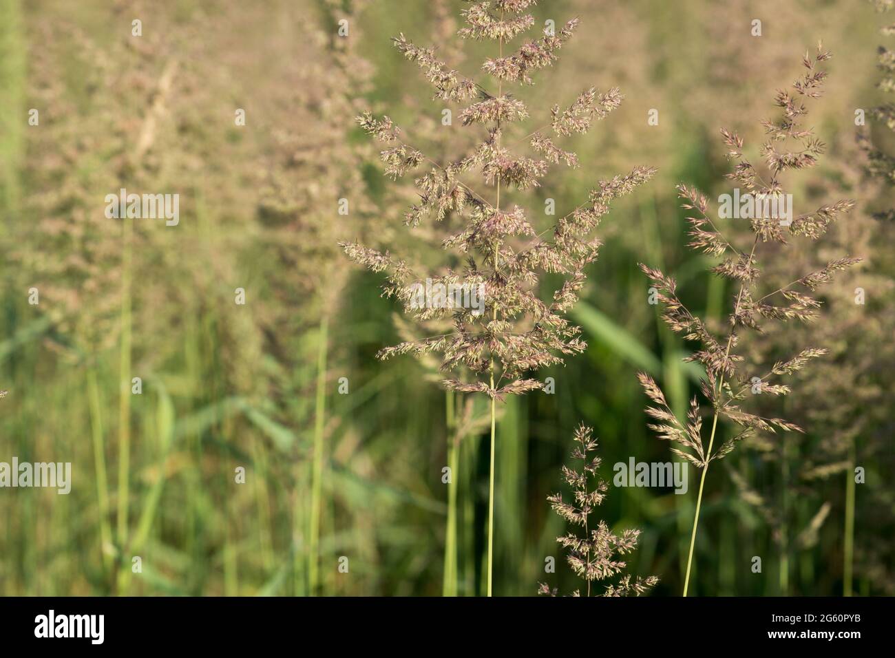 Agrostis capillaris, common bent grass in meadowcloseup selective focus Stock Photo