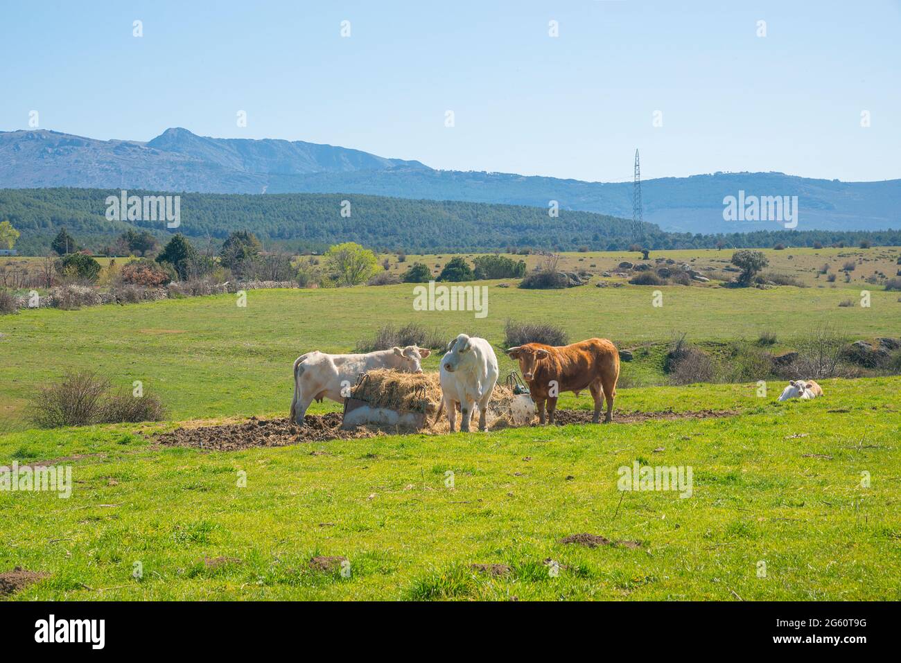 Cows in a meadow. Gandullas, Madrid province, Spain. Stock Photo