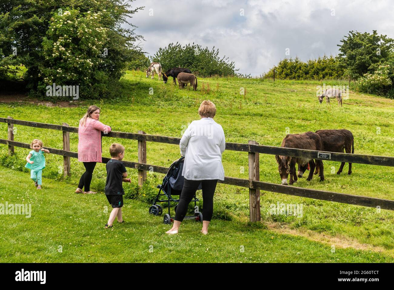 Liscarroll, Co. Cork, Ireland. 1st July, 2021. The Donkey Sanctuary in