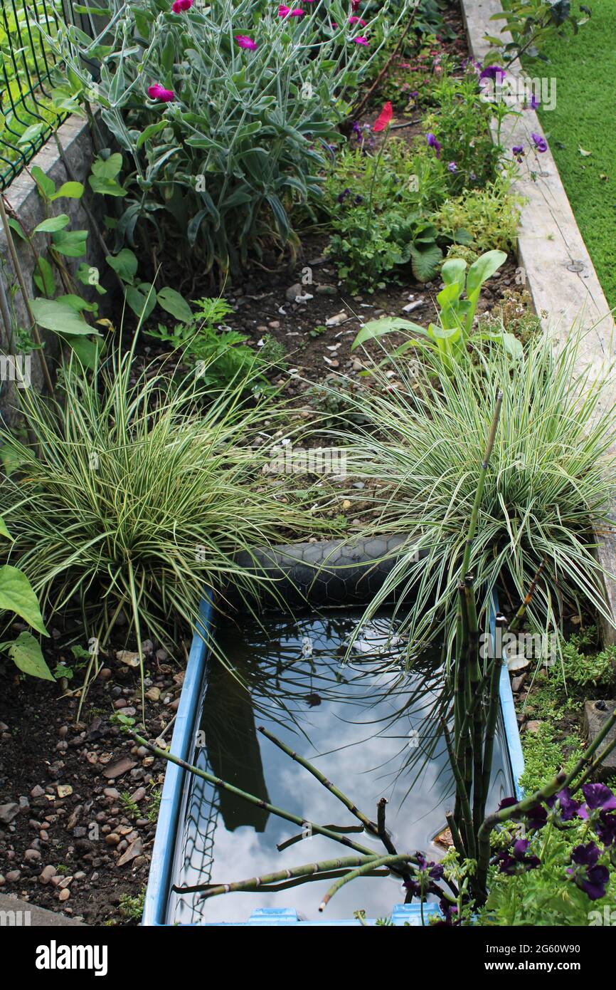Tiny gardener concept, small diy container pond in a narrow garden border with sedge grasses Stock Photo