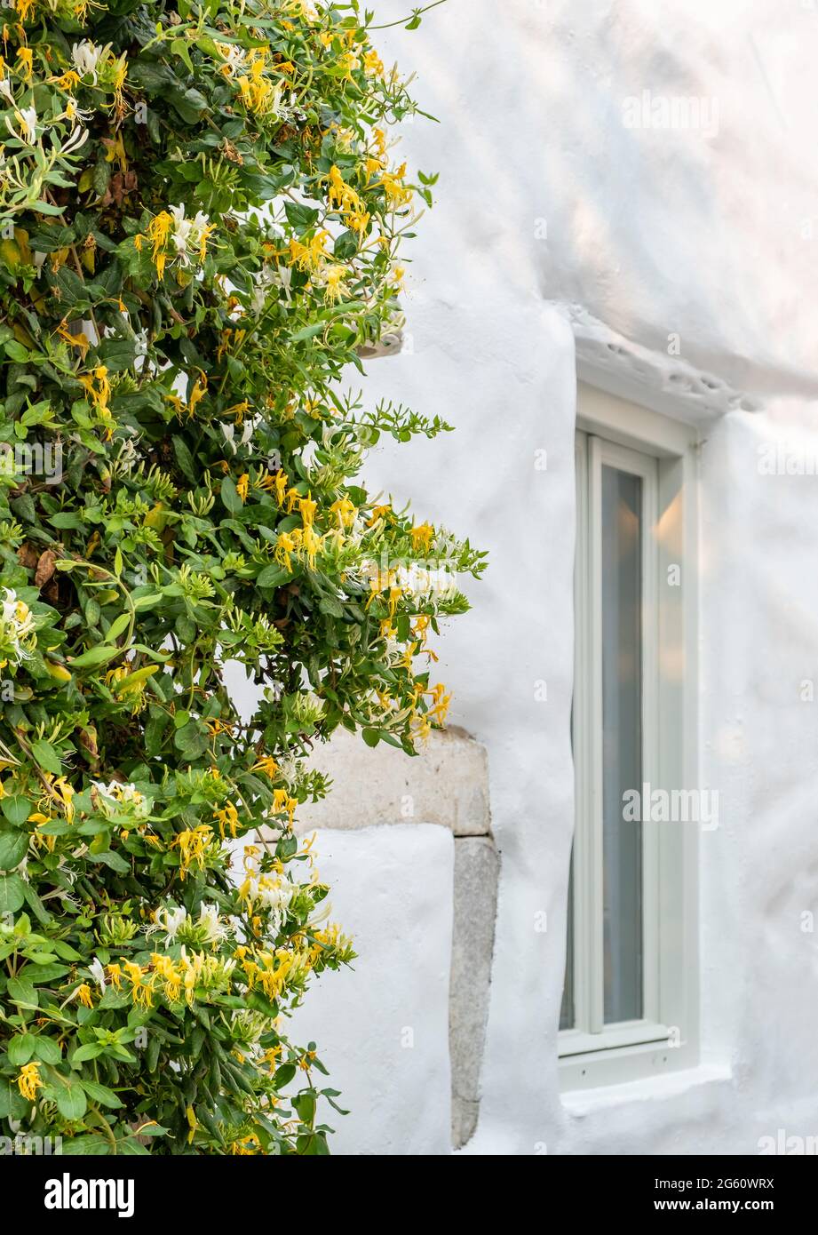 Blooming honeysuckle on whitewashed wall. Traditional building facade, white window on a fresh painted wall and climbing flowering plant decoration, c Stock Photo