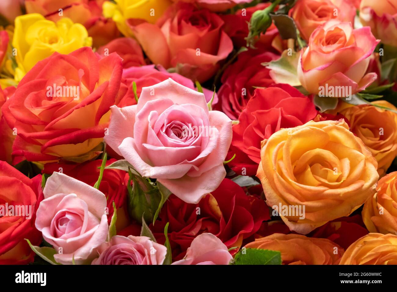 Background image of roses. Colored fresh pastel roses. Pink and rose