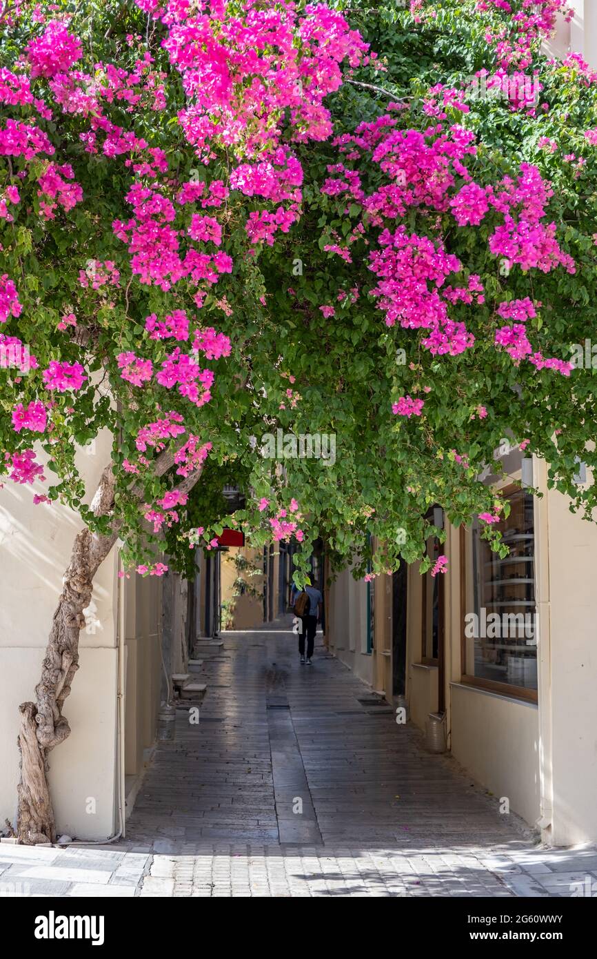 Nafplion City, Greece, Old Town. Bougainvillea Blooming Plant Red 