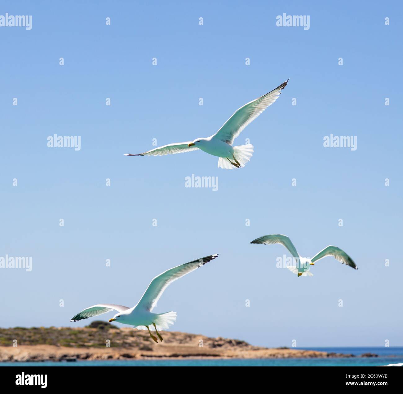 Flying seagulls open wings, blue sky and sea background. European herring gulls flock, Greek island landscape, Aegean sea Greece. Summer holidays at C Stock Photo