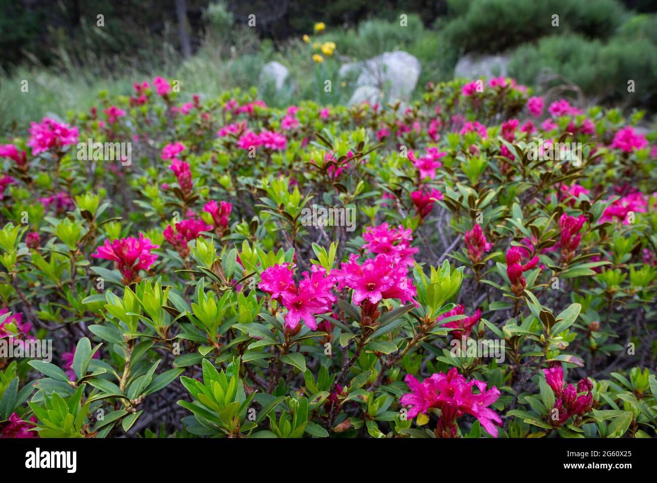Alpenrose (Rhododendron ferrugineum) with Pyrenean lily (lilium pyrenaicum) in the background Stock Photo