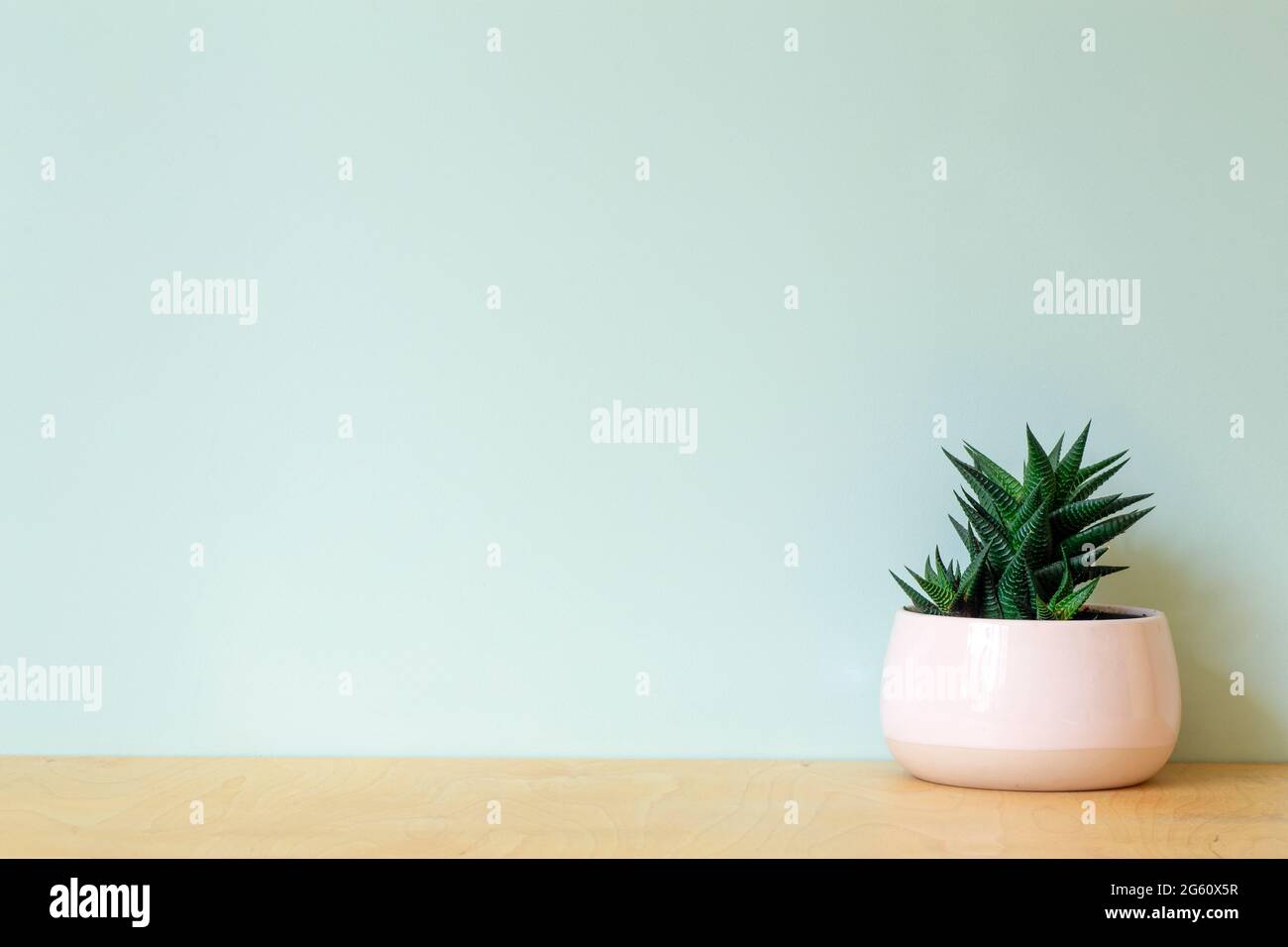Office table with a plant on a background of an empty colored wall. Home office  table and workplace background concept. High quality photo Stock Photo -  Alamy