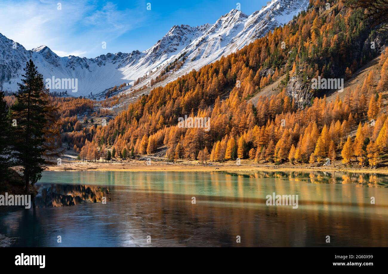 Orceyrette Lake in Autumn with golden larch trees. Briancon Region in the Hautes-Alpes (Southern French Alps). France Stock Photo