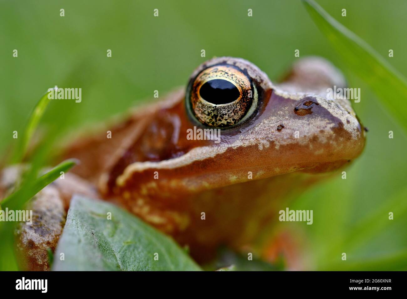 France, Doubs, amphibian, Common frog (Rana temporaria) Stock Photo