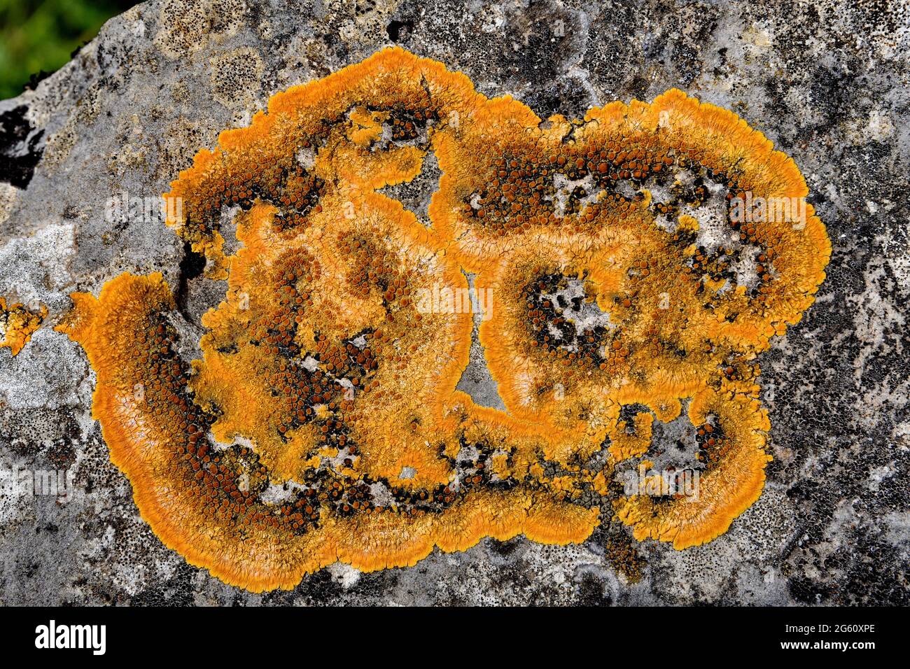 France, Doubs, orange crustacean lichen Stock Photo