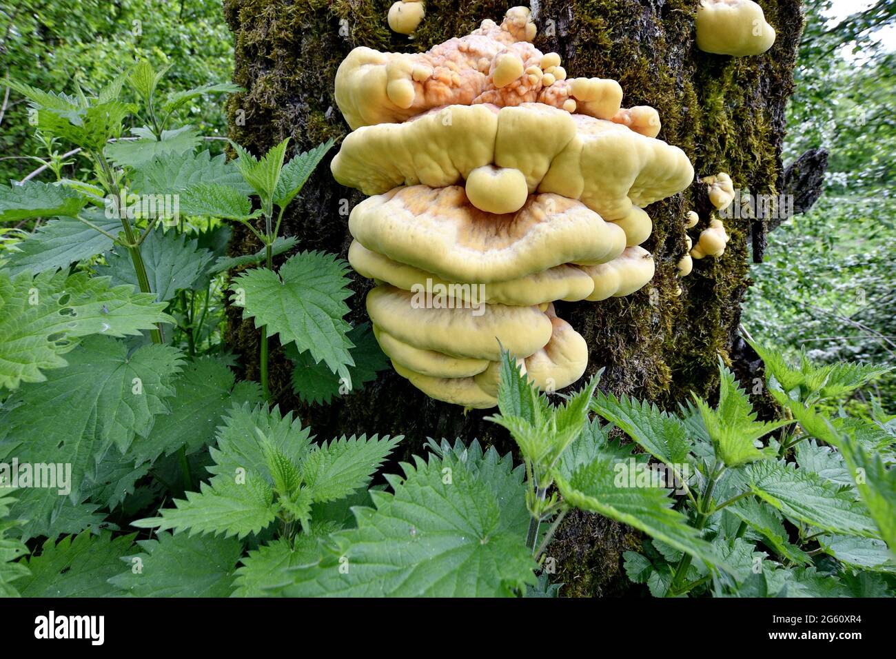 France, Doubs, mushroom, Sulfur polypore (Laetiporus sulphureus) Stock Photo