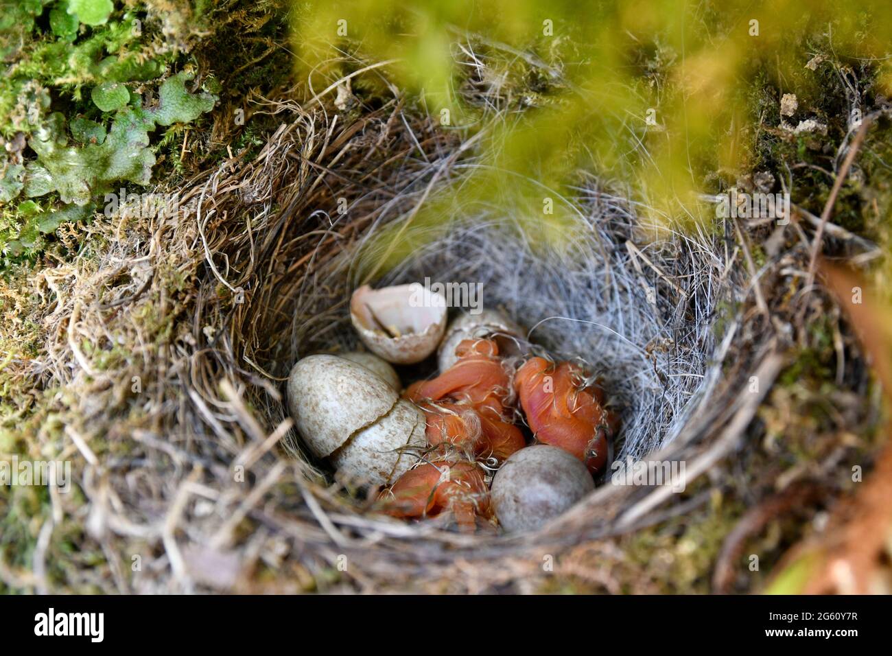 passereau high resolution stock photography and images alamy