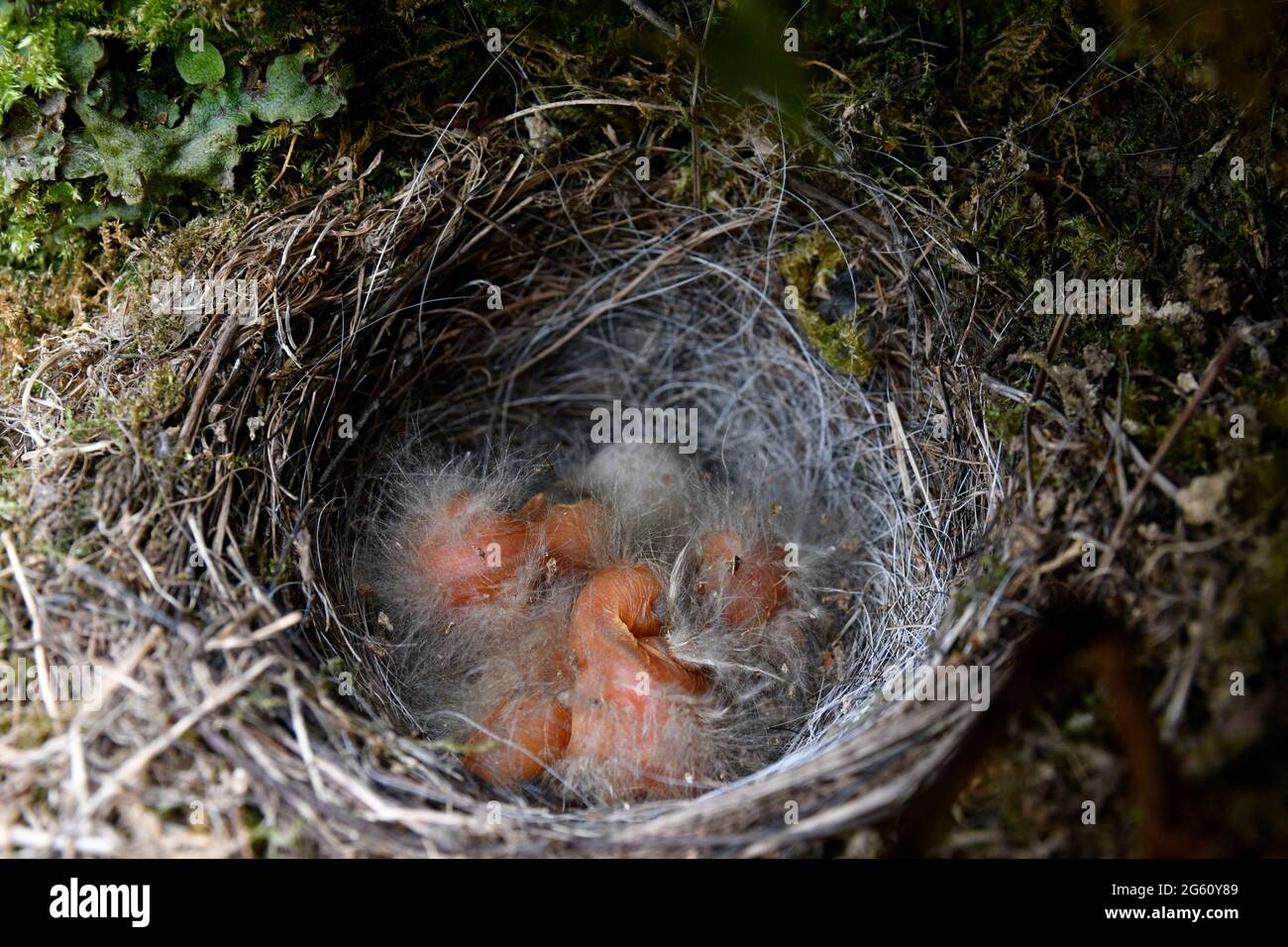 passereau high resolution stock photography and images alamy